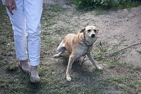 Kropeczka szuka domku :),  pomorskie Gdańsk