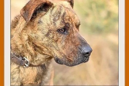 TIGER,duży,pręgowany,przyjazny,spokojny pies.ADOPCJA,  małopolskie Kraków