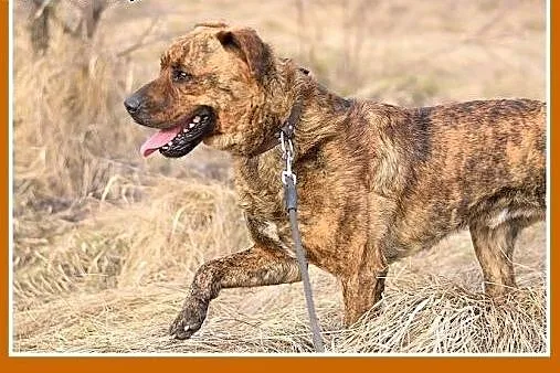 TIGER,duży,pręgowany,przyjazny,spokojny pies.ADOPC