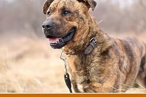 TIGER,duży,pręgowany,przyjazny,spokojny pies.ADOPC