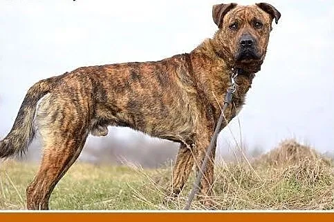 TIGER,duży,pręgowany,przyjazny,spokojny pies.ADOPC