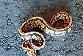 pyton królewski, samiec, Spotnose Yellow belly het Clown