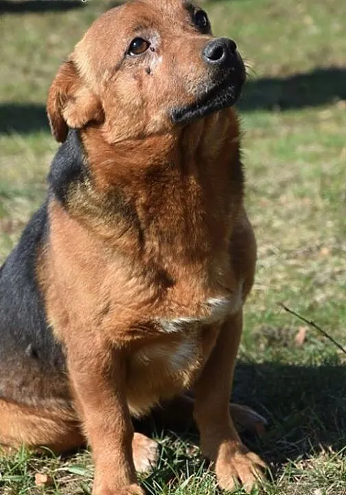 Łagodny, kochany Rudek - pokochaj i daj dom!, Kun