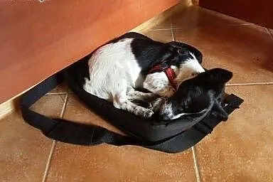 Mała kochana Tutka lubiąca dzieci, szuka super dom