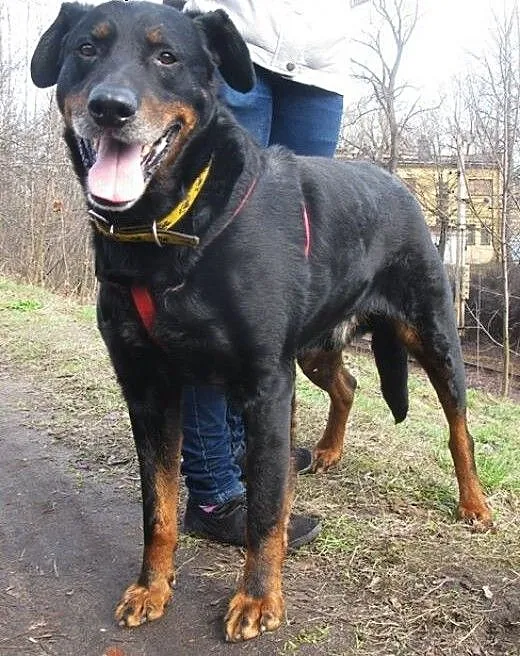 Przyjacielski Velvet mieszaniec rottweilera, doln