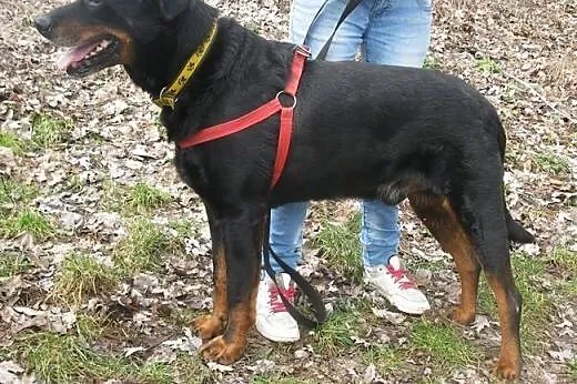 Przyjacielski Velvet mieszaniec rottweilera,  doln