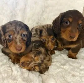 Śliczne szczenięta jamnika miniaturowego do adopcji e-mail: {{babaraadressa29@gmail.com}}
