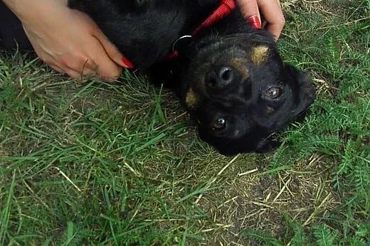 Bulion , mały wesoły psiaczek,  mazowieckie Milanó