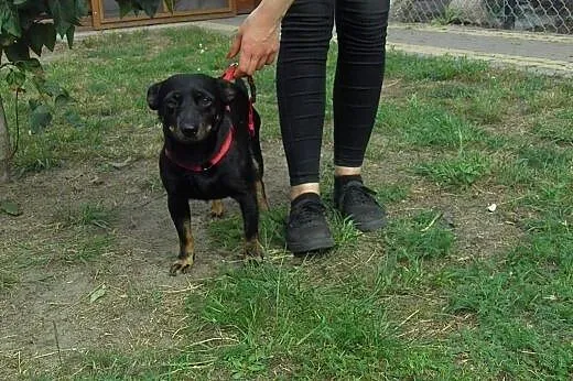Bulion , mały wesoły psiaczek,  mazowieckie Milanó