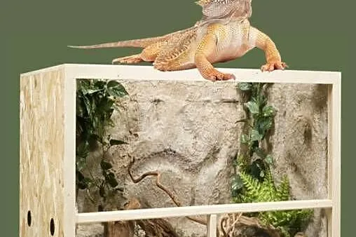 Terrarium z płyty OSB 120x80x80 cm, Wielkopolskie, Pięczkowo