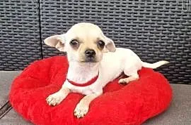 Chihuahua malutki kremowo biały piesek