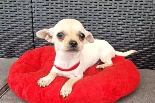 Chihuahua malutki kremowo biały piesek