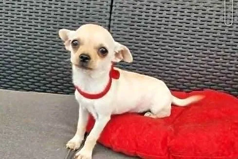 Chihuahua malutki kremowo biały piesek, Śląskie, Częstochowa