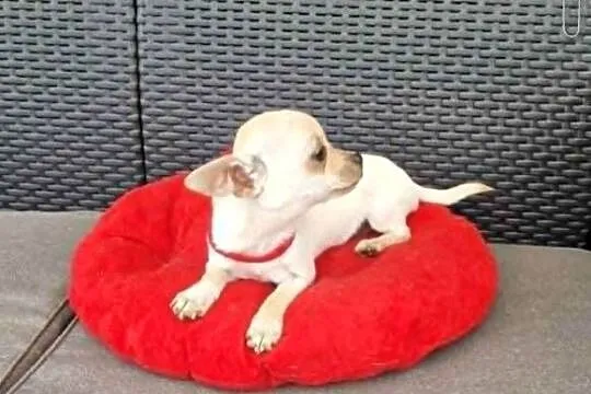 Chihuahua malutki kremowo biały piesek, Śląskie, Częstochowa