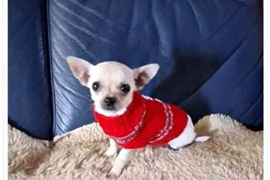 Chihuahua malutki kremowo biały piesek, Śląskie, Częstochowa