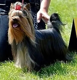 Yorkshire terrier reproduktor ZKWP syn Qocclesa OL