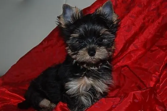 Yorkshire terrier reproduktor ZKWP syn Qocclesa OL