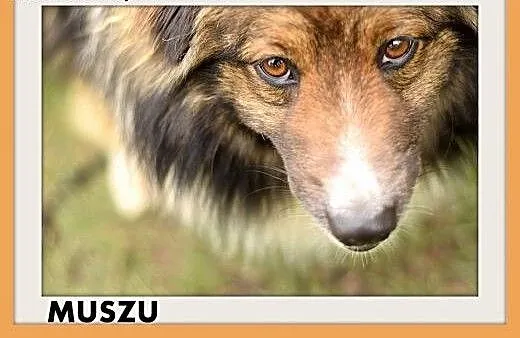 MUSZU,średni,krótkie łapki,przyjazny piesek do ado