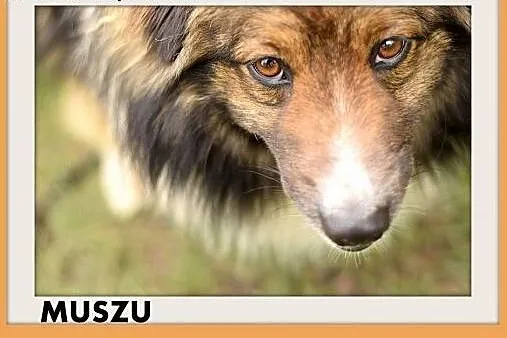 MUSZU,średni,krótkie łapki,przyjazny piesek do ado