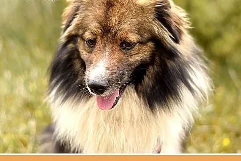 MUSZU,średni,krótkie łapki,przyjazny piesek do ado