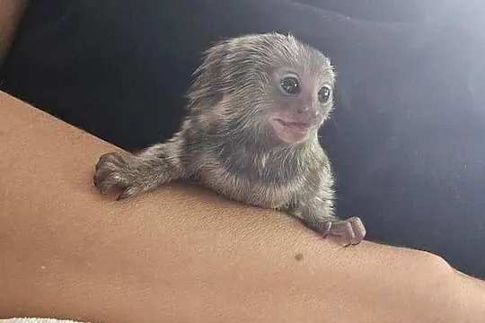 Marmozeta białoucha