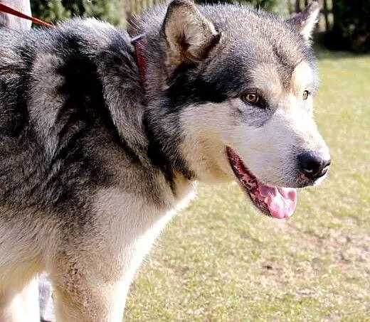 Thorin - zjawiskowy, dostojny malamut adopcja, Al