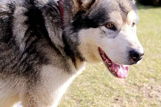 Thorin - zjawiskowy, dostojny malamut adopcja, Alaskan malamute cała Polska