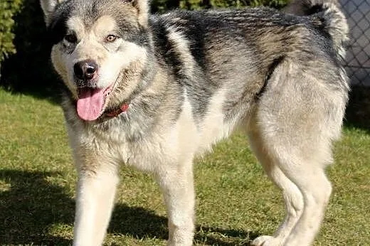 Thorin - zjawiskowy, dostojny malamut adopcja,  Al