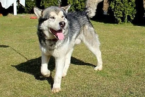 Thorin - zjawiskowy, dostojny malamut adopcja,  Al