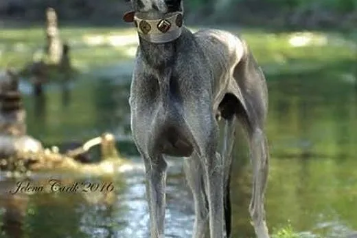 Miot Sloughi- Arabian Greyhound,  Pozostałe rasy c, cała Polska