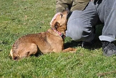 Mała urocza suczka do adopcji,  mazowieckie Warszawa