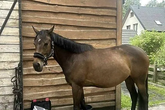Koń klacz 5 lat, Mazowieckie, Grodzisk Mazowiecki
