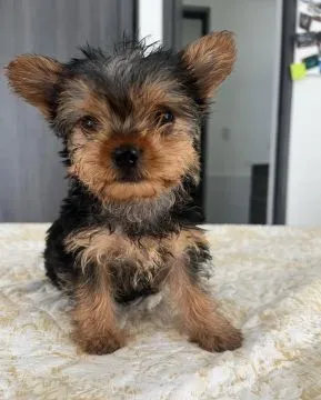 Uroczy szczeniak Yorkshire Terrier gotowy na sprzedaż., , Poznan