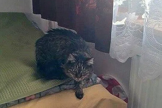 Fredzia, piękna koteczka szuka spokojnego domu!