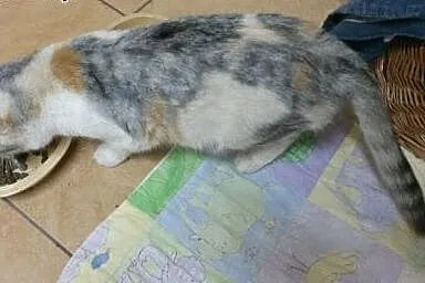 Trójkolorowa ok 6 mies kicia pilnie potrzebuje dom