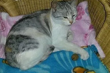 Trójkolorowa ok 6 mies kicia pilnie potrzebuje dom