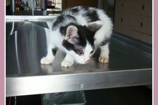 Kocięta 2,5 miesięczne,kocurki,kociczki,czarno-białe_Adopcja_