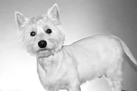 West Highland White Terrier Reproduktor, krycie