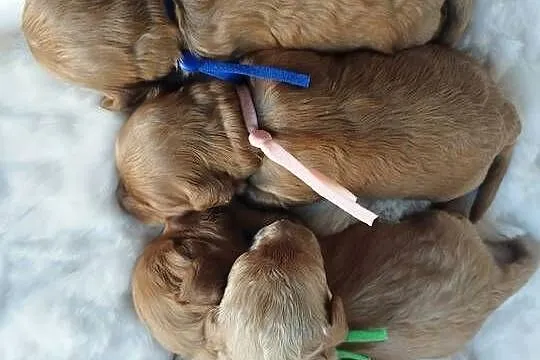 Cavapoo f1b