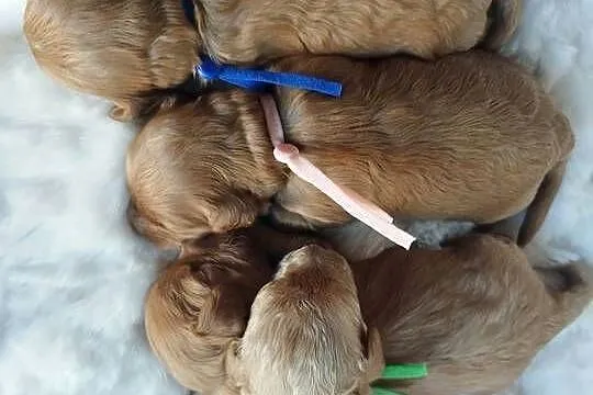 Cavapoo f1b, Małopolskie, Kraków