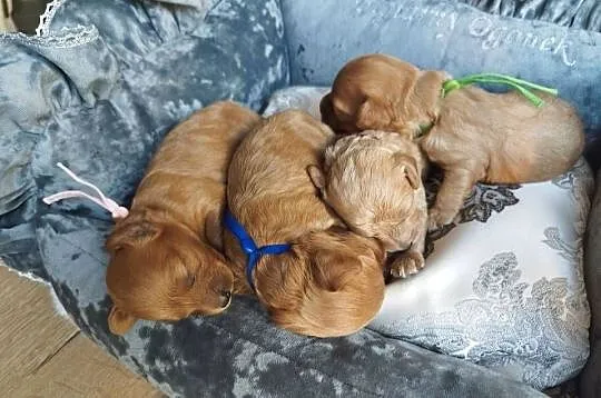 Cavapoo f1b, Małopolskie, Kraków