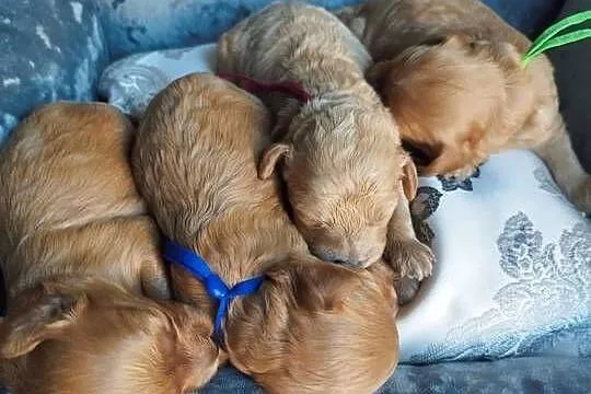 Cavapoo f1b, Małopolskie, Kraków