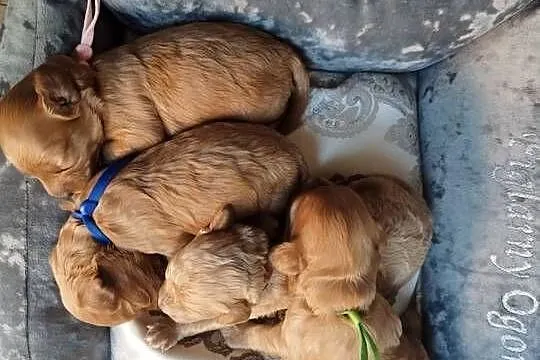 Cavapoo f1b, Małopolskie, Kraków