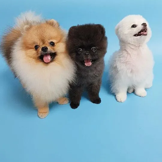 Szczenięta rasy pomeranian, czarno-białe, pies i suczka.