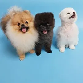 Szczenięta rasy pomeranian, czarno-białe, pies i suczka.