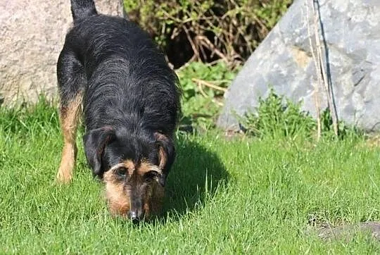 Dżager - super przyjaciel Człowieka- szuka domu, Mazowieckie, Warszawa