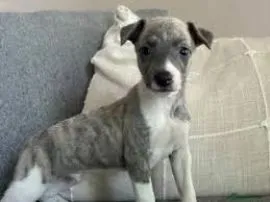 Szczenięta rasy whippet, silne i zaszczepione. Skontaktuj się z nami już teraz.