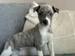 Szczenięta rasy whippet, silne i zaszczepione. Skontaktuj się z nami już teraz., Małopolskie, Tarnów