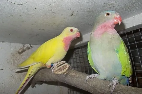 Papugi księżniczki walii, Nowy Tomyśl