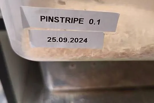 Sprzedam pytony królewskie, Lubelskie, Łuków